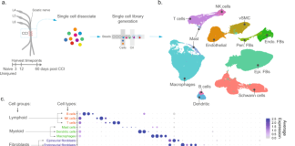 scRNA-seq generates a molecular map of emerging cell subtypes after sciatic nerve injury in rats | Communications Biology - Nature.com