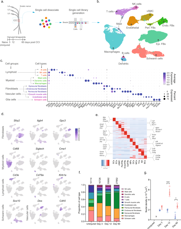 scRNA-seq generates a molecular map of emerging cell subtypes after sciatic nerve injury in rats | Communications Biology – Nature.com