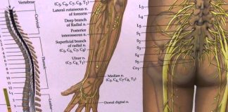 Can sciatica cause arm pain
