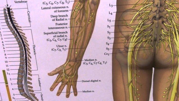 Can sciatica cause arm pain