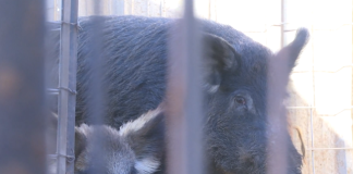 Feral hogs are causing headaches for some people in the northeast Austin (KXAN.com