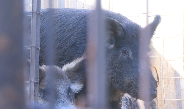 Feral hogs are causing headaches for some people in the northeast Austin (KXAN.com