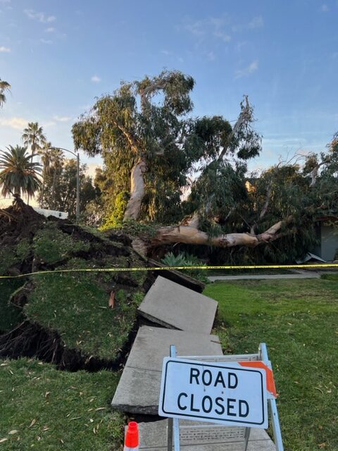 Trees falling over create dangers, headaches to Long Beach residents * Long Beach Post News – Long Beach Post