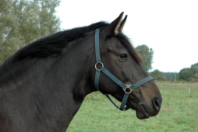 The Diagnostic Imaging and Treatment Option for Horses with Neck ... TheHorse.com