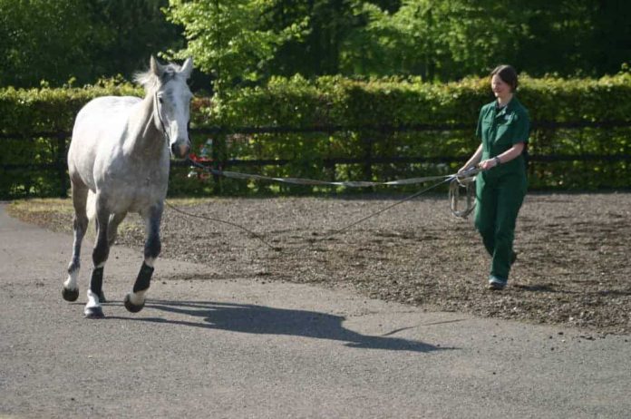 A Neck Pain Methods to Treat Cervical Spine disorders ... TheHorse.com