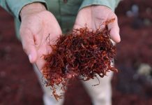 Massive amounts of smelly seaweed found in the Caribbean could trigger headaches for sun-lovers. CBC.ca