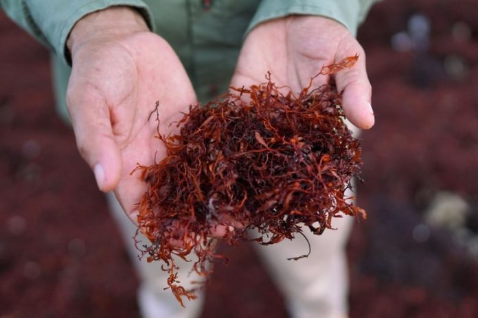 Massive amounts of smelly seaweed found in the Caribbean could trigger headaches for sun-lovers. CBC.ca