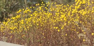 A stinknet-like invasive growth is sweeping the Phoenix area, creating headaches for homeowners Arizona's Family